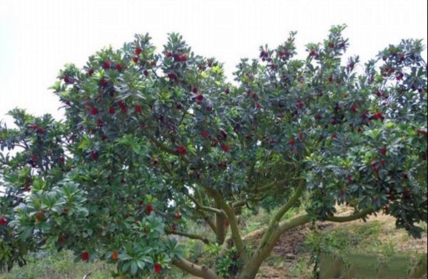 荸荠种杨梅品种果实特点及荸荠种杨梅种植产地亩产量介绍