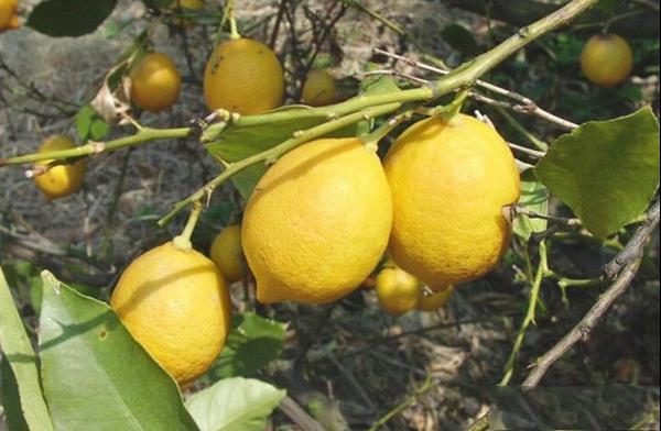 北京柠檬又叫香柠檬品种和果实特点及北京柠檬种植产地环境