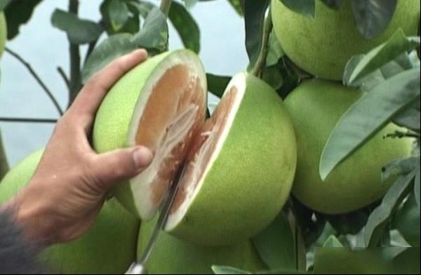 金红蜜柚品种和果实特点及金红蜜柚种植环境产量亩产量介绍