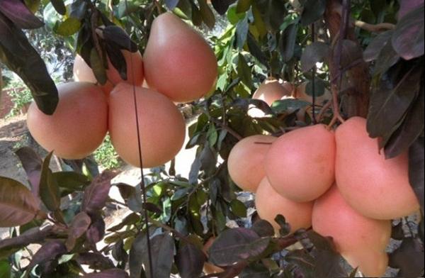 三红蜜柚品种和果实特点及三红蜜柚种植环境及亩产量介绍