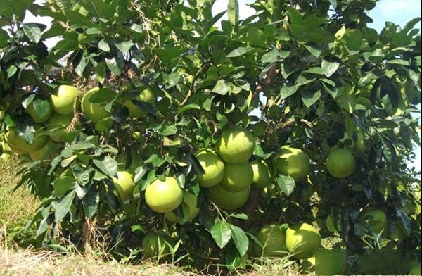 琯溪蜜柚品种和果实特点及琯溪蜜柚产地与产量介绍