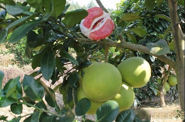 红肉蜜柚品种和果实特点及种植环境与产量介绍