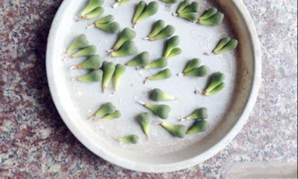 多肉口笛分株方法