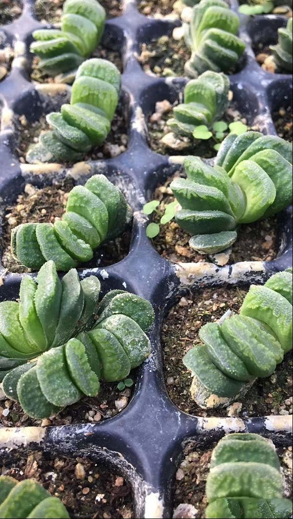 玉扇