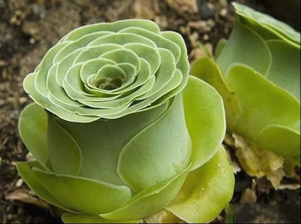 山地玫瑰花语