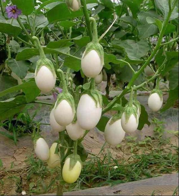 蛋树 金银茄