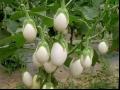 蛋树 金银茄