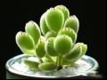 熊童子