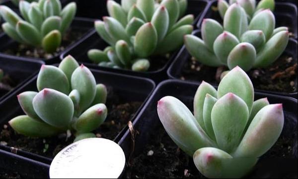 星美人 白美人 铜锤草 肥天