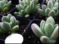 星美人 白美人 铜锤草 肥天