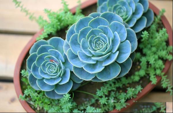 玉蝶石莲花宝石花石莲掌莲花掌八宝掌
