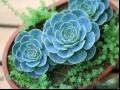 玉蝶 石莲花 宝石花 石莲掌 莲花掌 八宝掌