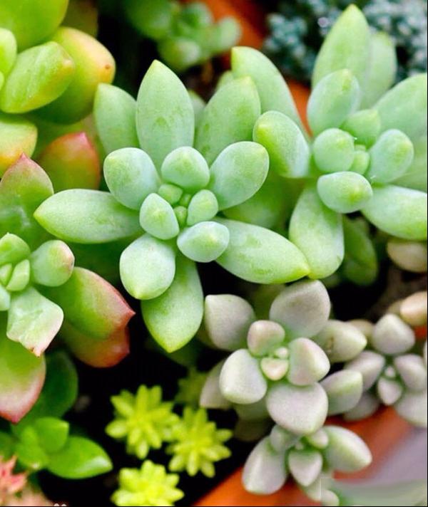 宝石花 石莲花