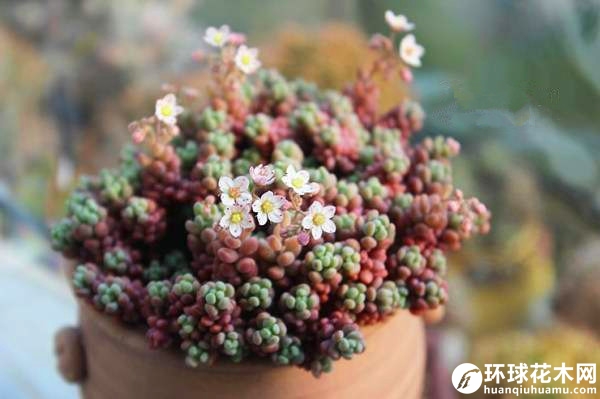 姬星美人开花时的样子