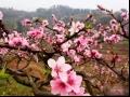 桃花的花语象征及传说
