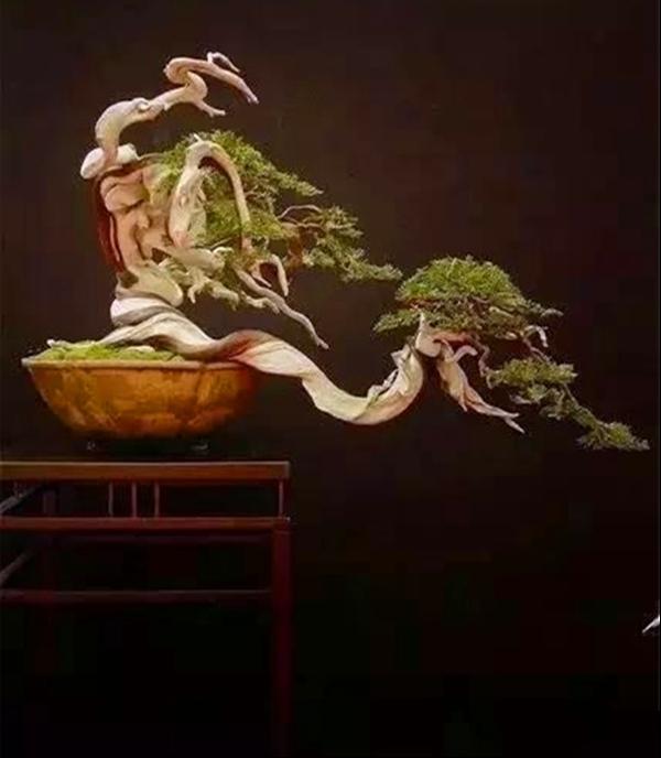 盆景造型技术的变态终极技法