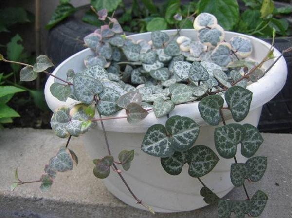 爱之蔓 心蔓 吊金钱 蜡花