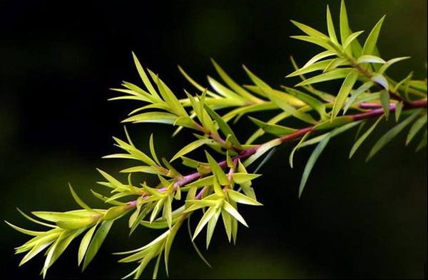 千层金羽状茶树红茶树金叶红千层黄金香柳金叶串钱柳