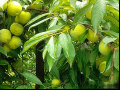 巫山脆李果树品种特点种植环境及亩产量介绍