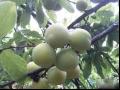 瑶山李果树品种特点种植栽培及亩产量介绍