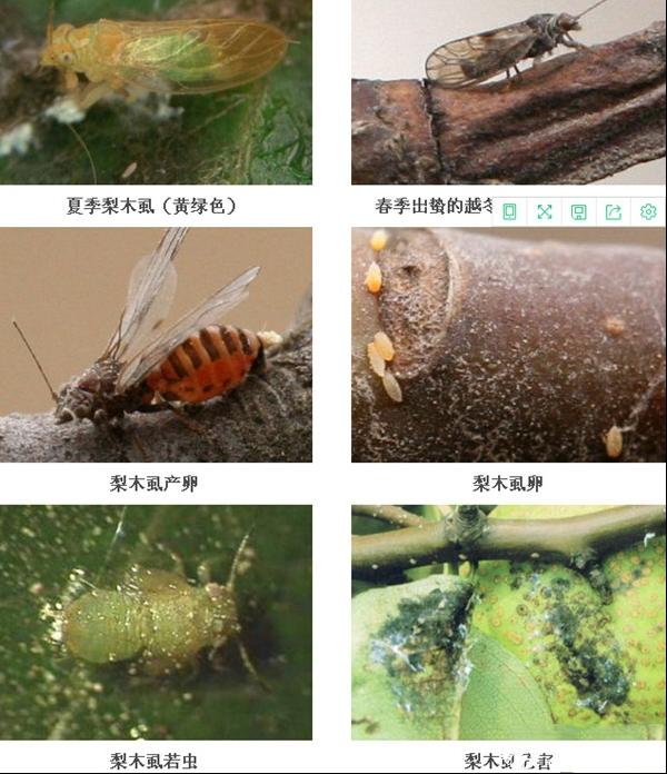 梨木虱防治方法