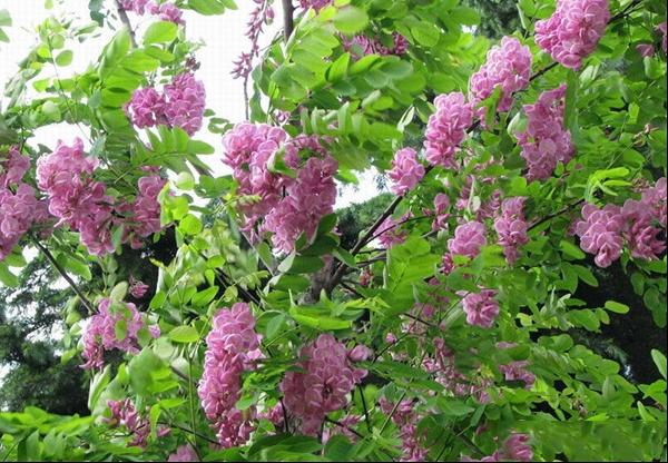 香花槐繁育及栽培技术要点