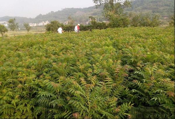 香椿的种子繁殖及种植技术 