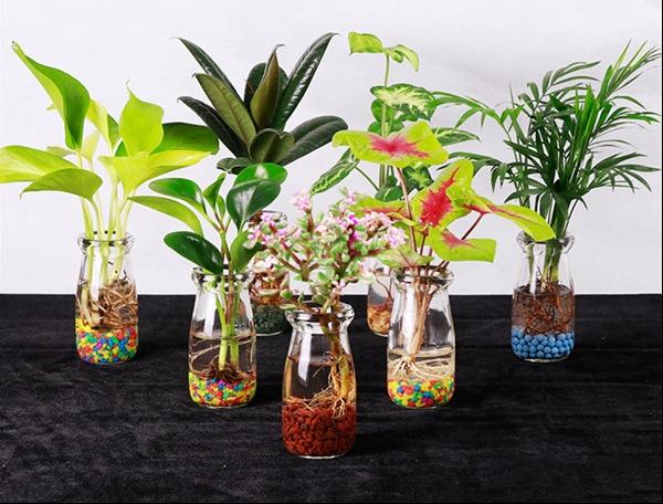 水培植物越冬技巧
