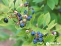 兔眼蓝莓