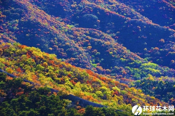 北京香山秋色