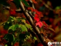 红花槭