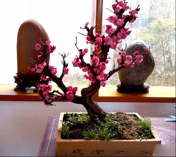 梅花盆景的制作与养护