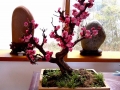 梅花盆景的制作与养护