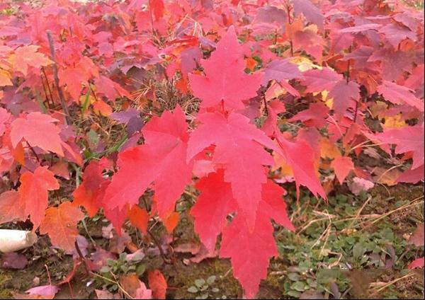 美国红枫种植误区