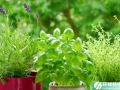 绿色植物