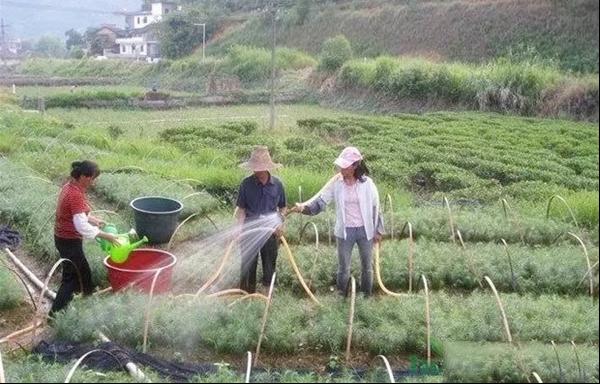 春季苗木施肥注意事项