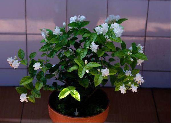 茉莉花用几个妙招冬天照样开花