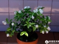 茉莉花用几个妙招冬天照样开花