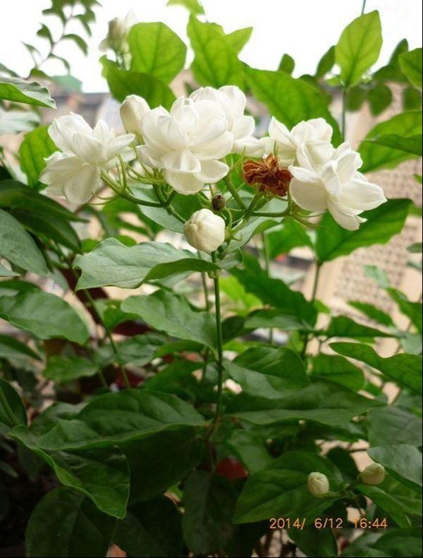 茉莉花的夏秋管理