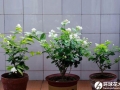 要想茉莉花花枝招展就要这样做