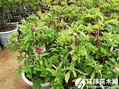 催花牡丹复壮技术知识