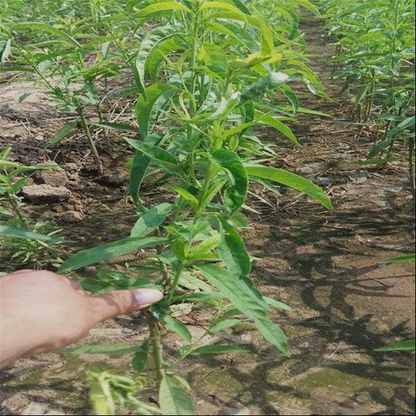 桃树的育苗栽培修冠施肥整形技术