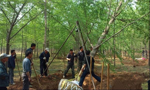 春秋季中大规格银杏树移栽操作技术 春秋季中大规格银杏树移栽操作技术