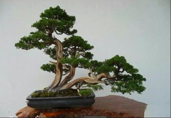 柏树盆景