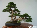 柏树盆景制作步骤及病害防治