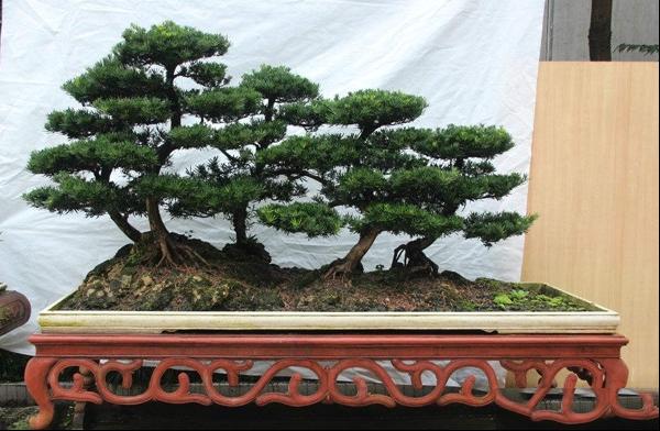 罗汉松盆景制作方法及养护