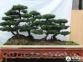 罗汉松盆景制作方法及养护