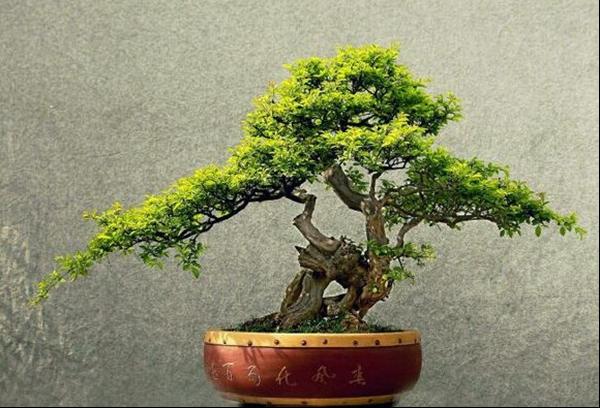 雀梅盆景的制作方法