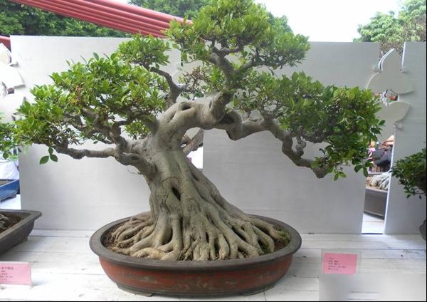 榕树盆景的制作方法