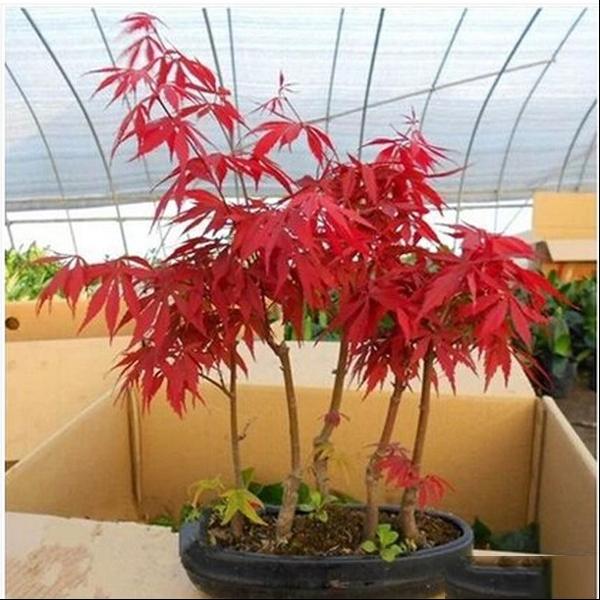 红枫盆景如何制作养护
